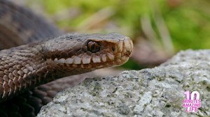 European Viper Close-Up