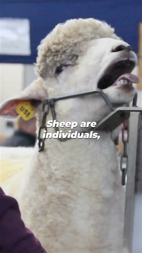 What Are UGG Boots REALLY Made Of? 👀🐑