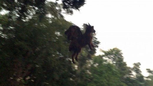 Man Claims to Have Photographed Mythical 'New Jersey Devil'
