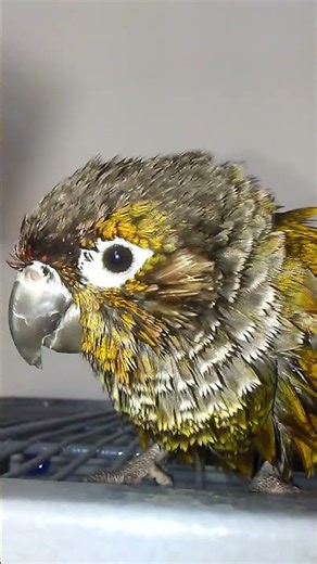 Waterlogged Parrot After a Bath #Conure #Parrots