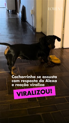 LORENA MAGAZINE on Instagram: "VIRALIZOU: Lupita, uma salsichinha de 7 anos, segue firme na carreira de destruidora de chinelos 😂🩴. Cansada dos “crimes fashion”, a dona resolveu pedir ajuda pra Alexa… só que a assistente entendeu tudo errado e começou a ensinar receita de salsicha empanada 🤣. O melhor de tudo é o olhar de choque da Lupita, tipo: “isso foi uma ameaça?” 😳😂. A dona não aguentou e caiu na gargalhada! Créditos 🎥: @jessicamarquesjessica (ig) | @myhoodbr #viral #humor #cachorros 