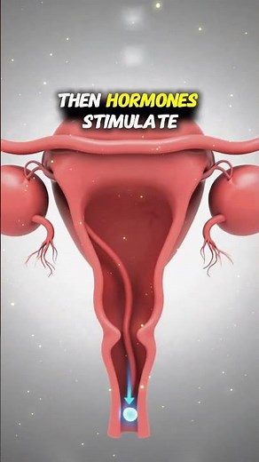 How the Female Reproductive Cycle Works | Quick Educational Video