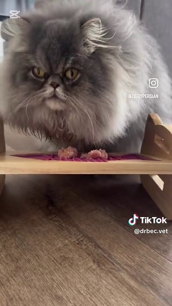 Understanding Feline Anxiety in Cats and Solutions