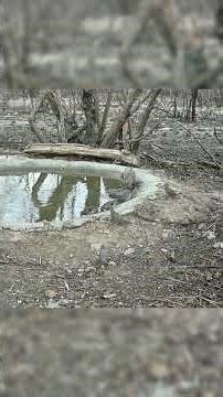 Animals at the watering trough #adventures #helping #animals #backcountry #northeast