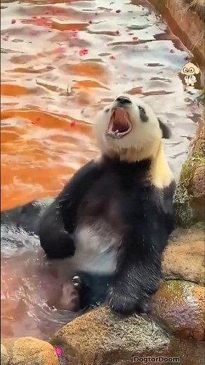 Cutest Panda Moments That Will Make You Smile