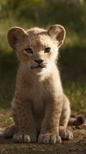 “Lion Family Funniest Moment Ever”#shorts