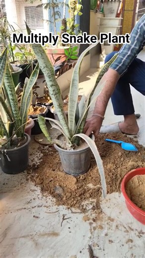 ⭐ Snake Plant Repotting & Multiplication | Grow New Plants Easily 🌿✨