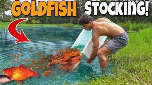 Dumping TONS Of GOLDFISH Into My BACKYARD POND!!