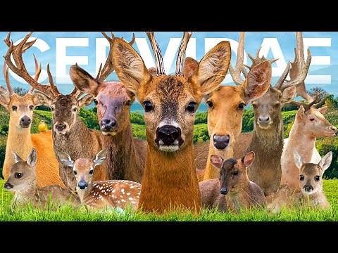 All 60 Deer Species (Organised by Continent)