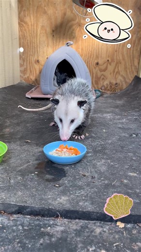 21K views · 3.2K reactions | Ronnie’s 1st time eating clams! 路‍♀️ | Lucky the opossum - Lucky’s Legacy | Facebook