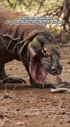 Komodo Dragon vs Small Snake #wildlife #animals #wildanimals