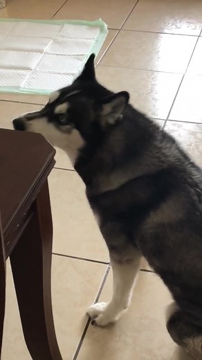 When her Iner wolf comes out #siberianhusky #wolf #howl #babythehusky