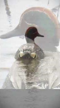 Water Birds of h2g2 #h2g2 #birds