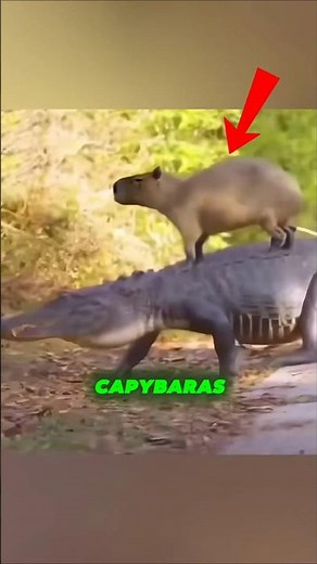 Why Predators Refuse To Eat Capybaras 😳 (Animal Glitch) #animals #capybara