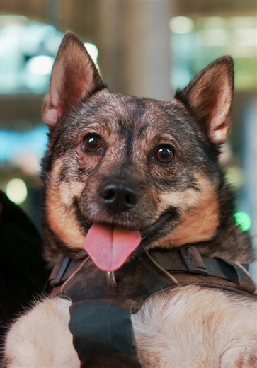 Capturing My First Swedish Vallhund in London