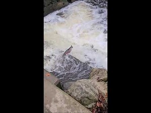 Steelhead at Trout Run Erie Pennsylvania