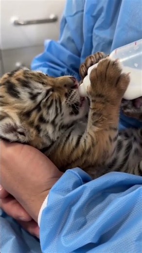 Cute Baby Tiger Cub Growing Up Day by Day | Amazing Tiger Cub Journey
