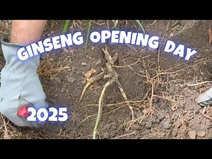 Ginseng season - Opening Day 2025 - How We Find Ginseng