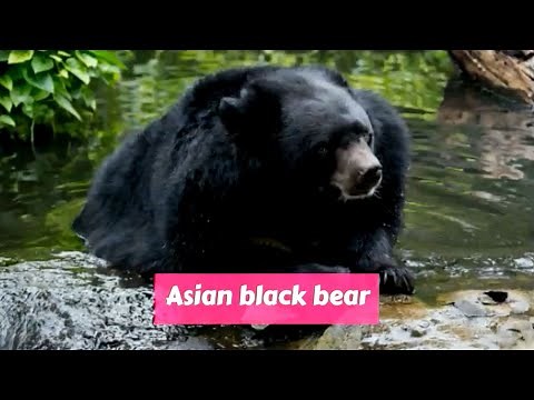 Asian black bear (Ursus thibetanus)