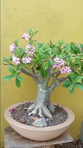Desert Rose - Adenium arabicum