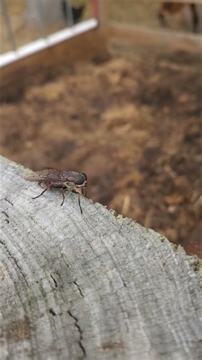 Close Encounter With A Horsefly!! #horsefly #farm #insect