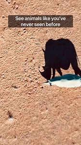 236K views · 6.4K reactions | Witnessing wildlife from above unveils...