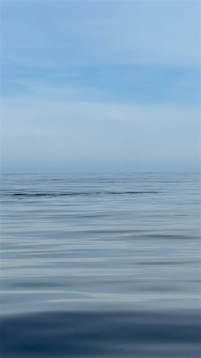 There is something so magical about a pod of California gray whales! This is just some of today’s highlights from our 8 hour Ultimate Whale Watching trip. Today’s sightings 7 Grays , 3 Fin, 1 Humpback, Risso’s, Bottlenose & Common Dolphin, plus over a dozen sharks! #danawharfwhalewatching from @oceanluvr4ever 🎥 Laura Lopez Dana Point Times | Dana Wharf Whale Watch