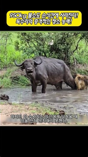 Lion's Failed Hunt! A Furious Counterattack by the Buffalo Herd!