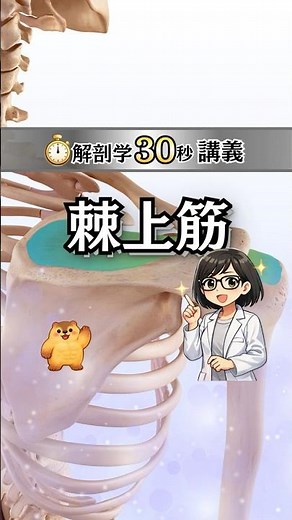 【解剖学30秒講義】棘上筋を30秒で理解