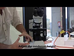 Introduction to the Compound Microscope