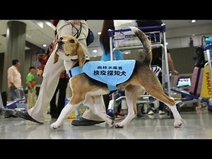 検疫探知犬が活躍中 成田空港