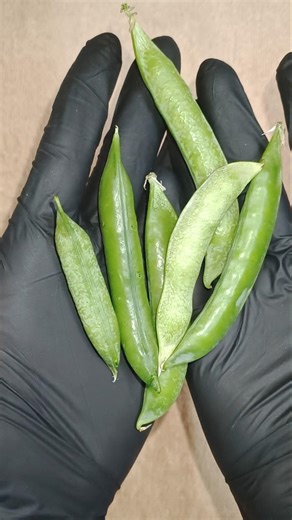 Intense Pea Pod Crinkling ASMR 🫛 No Talking | ASMR4USA