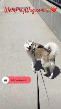 WalkPlayWag | Carmel Valley Professional Dog Walking | 92130 | Monty