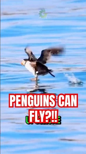 Penguins Can Actually FLY