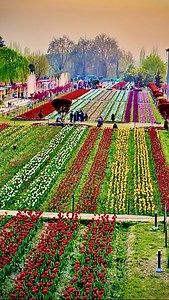 159K views · 3K reactions | Sunset view #Tulips #blossoms #springtime #srinagar | Pogal Paristan Explorer | Facebook