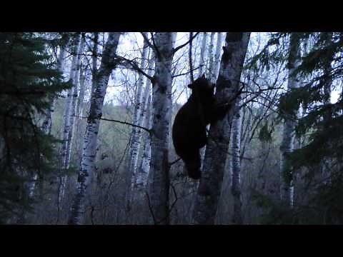 Black Bear Bow Hunt, Rock Ridge Outfitting, Ltd