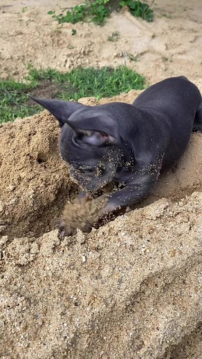 55K views · 939 reactions | Digging day and working for you. #digger #babylove #puppytraining | Nurf | Facebook