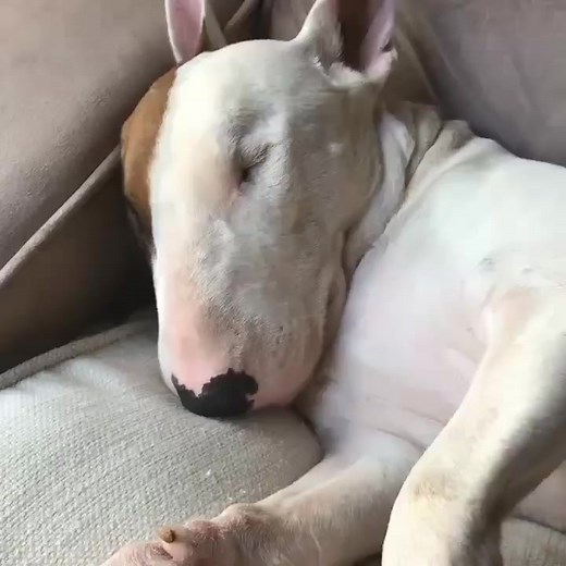 Bull Terrier's Planet on Reels