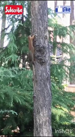 Cute Squirrels Dancing 🐿✨ | Adorable Red Baby Squirrel Goes Viral #karinann #newmusic #viralsong