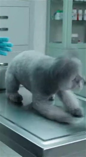 Dramatic Pumi Unleashes Viral Screaming Spin Cycle Over Needle