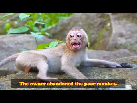 The baby monkey was terrified when its owner abandoned it.