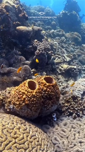Lembeh Strait in Indonesia is famous for muck diving. But Lembeh Strait also has some very pretty reefs, such as this one. 🤩 #coralreef #scuba #scubadiving #gopro #underwater #underwaterlife #buceo #underwaterworld #indonesia #indonesiadiving #lembehstrait #fish @topfans Sand Dollar Sports Dive Cozumel Underwater Photography & Videography by ScubaMagazine.net Backscatter Underwater Video & Photo | Catherine Anne Underwater Photography