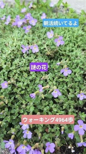 #朝活 #ウォーキング #雨でも歩く #24時間営業のスーパー助かる
