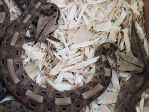 Reptile Dealer Sentenced In GA For Trafficking Venomous Snakes