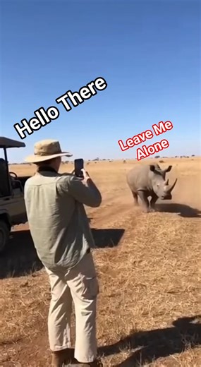 Angry Rhino charges the tourists - Chaos #shorts #trend #wildlife