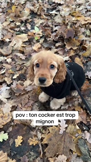 C’est encore un bébé cocker 🥺🤎 #cockerspanielworld #coeurdecocker #cockerpuppy