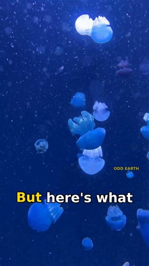 The Siphonophore That Stretches Longer Than a Blue Whale #Shorts