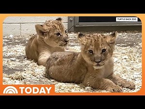 Help TODAY Name the New Lion Cubs at Turtle Back Zoo