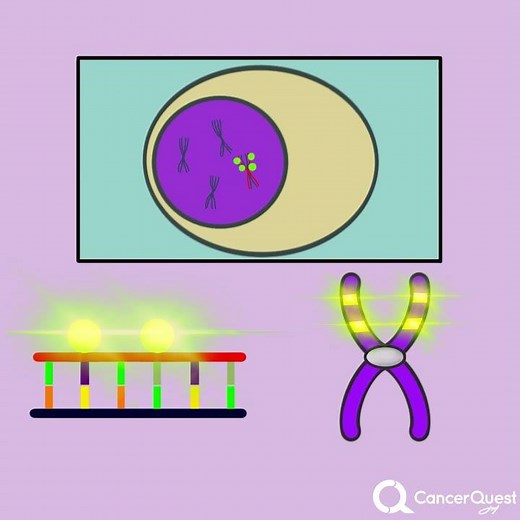 Fluorescent In Situ Hybridization (FISH)