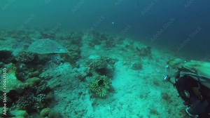 Young beautiful woman scuba diver swims with sea turtle over the coral reef - Indian Ocean, Maldives